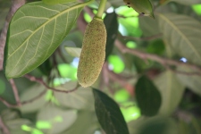 chiguru - jackfruit